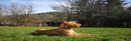 Hungarian Vizsla dogs for stud: Hungarian Wire Haired Vizsla Stud (Fully Tested) in Llangollen - Advert 6