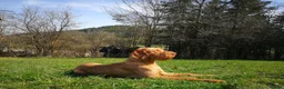 Hungarian Vizsla dogs for stud: Hungarian Wire Haired Vizsla Stud (Fully Tested) in Llangollen - Advert 6