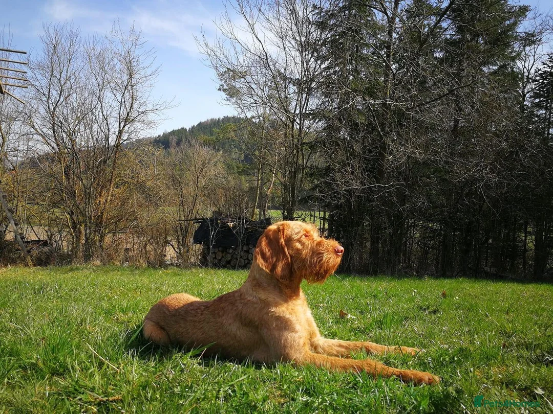 Hungarian Vizsla dogs for stud: Hungarian Wire Haired Vizsla Stud (Fully Tested) in Llangollen - Advert 6