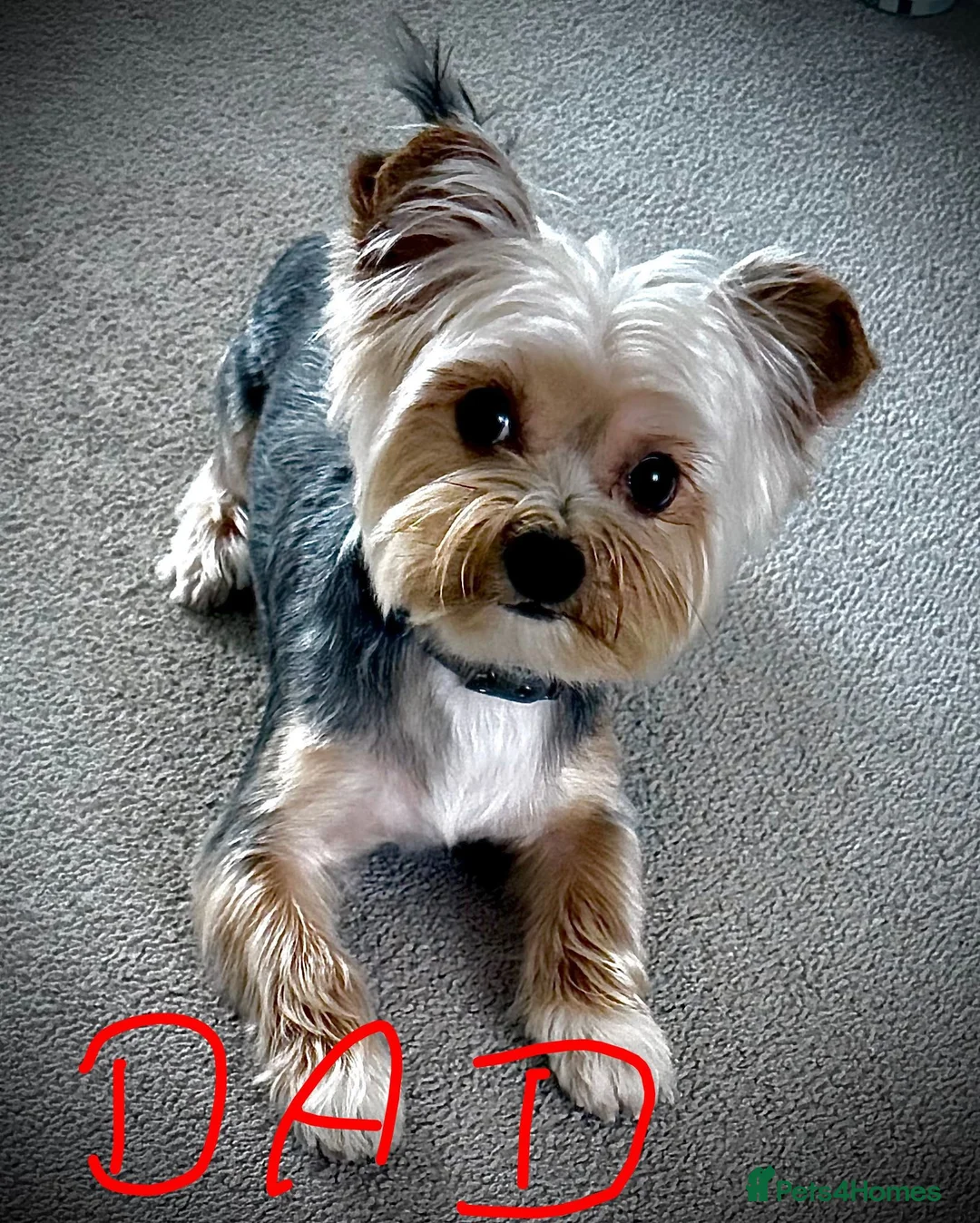 Yorkshire Terrier dogs for sale: Yorkshire puppies  - Advert 16