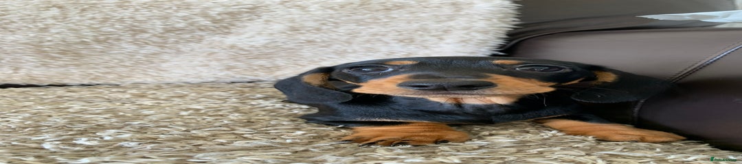 Dachshund Puppy 1