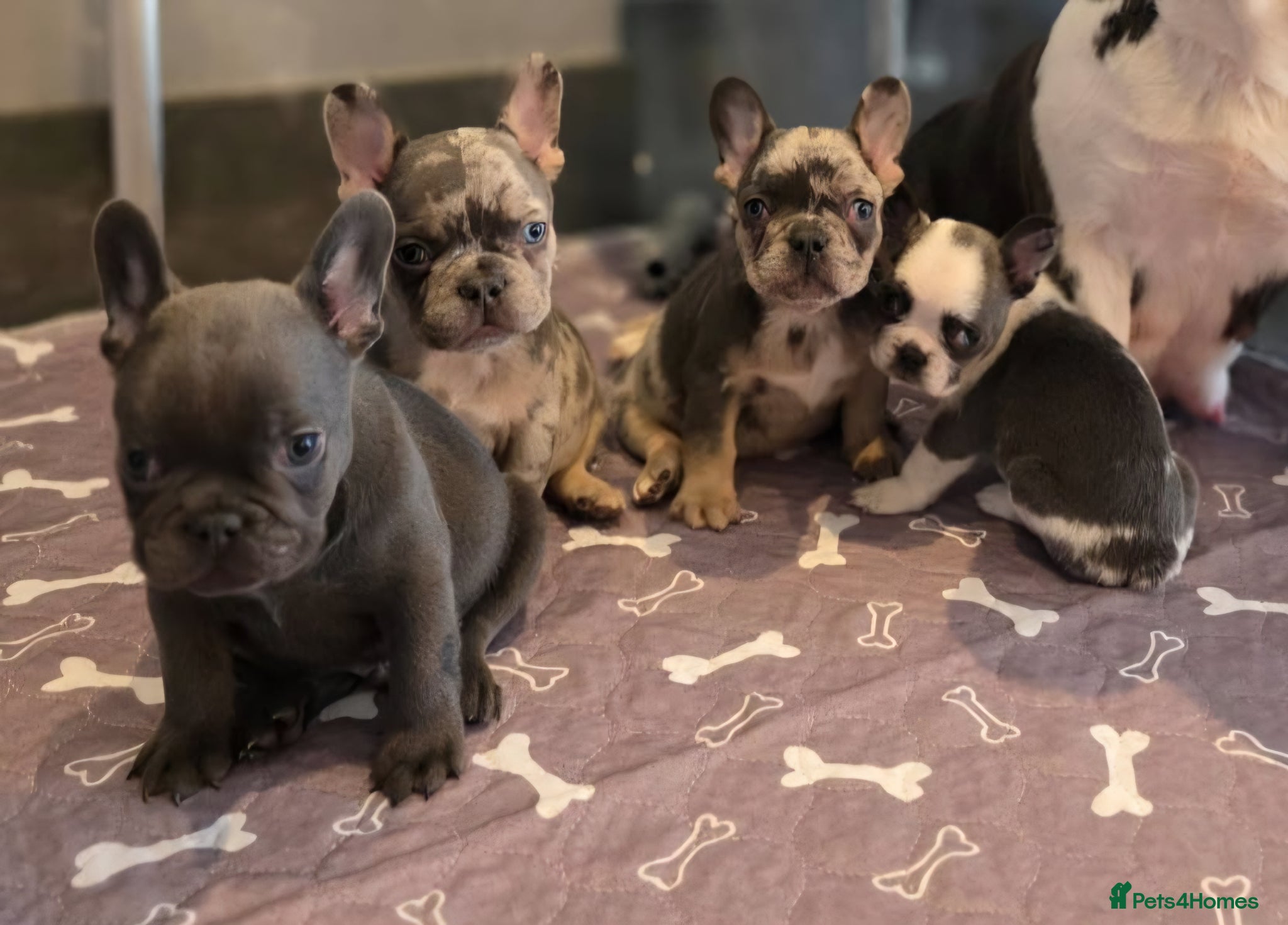 French Bulldog dogs Blue, Blue Merle and Blue Koi French Bulldog Pups  - Advert 1