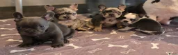 French Bulldog dogs for sale: Blue, Blue Merle and Blue Koi French Bulldog Pups  - Advert 1
