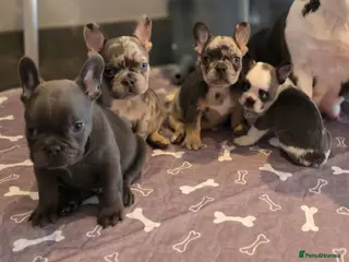 French Bulldog dogs Blue, Blue Merle and Blue Koi French Bulldog Pups - Advert 4