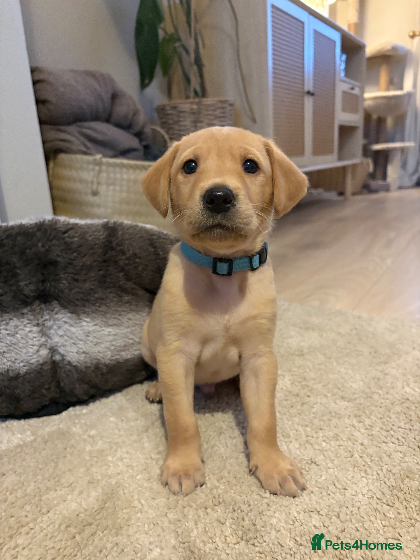 Labrador Retriever dogs 2 outstanding labrador pups left! - Advert 7