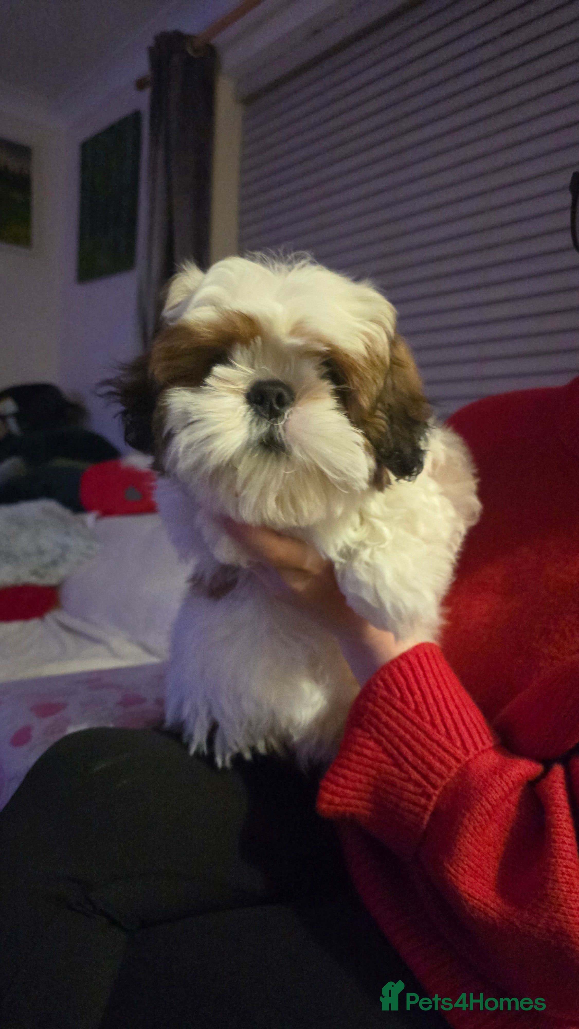 Shih Tzu dogs Shih Tzu Puppy for Sale - Advert 1