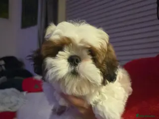 Shih Tzu dogs Shih Tzu Puppy for Sale - Advert 1