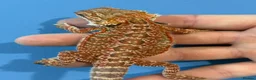 Bearded Dragon reptiles for sale: 💥💥💥Baby Dragons! WEEKEND SPECIAL £150 💥💥💥 - Advert 17