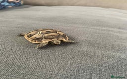 Tortoise reptiles for sale: Tortoises for sale  - Image 3