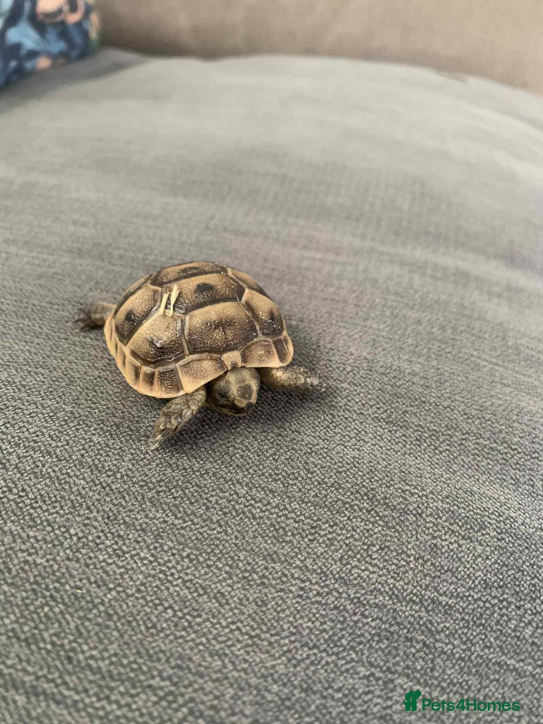 Tortoise reptiles for sale: Tortoises for sale  - Image 3