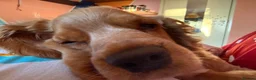 Cocker Spaniel dogs for sale: Cocker spaniel  in Tamworth - Advert 4