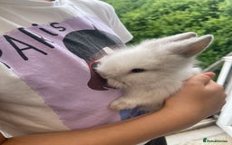 Lionhead rabbits for sale: Adorable Lionhead Baby Bunnies – Ready Early July - Image 4