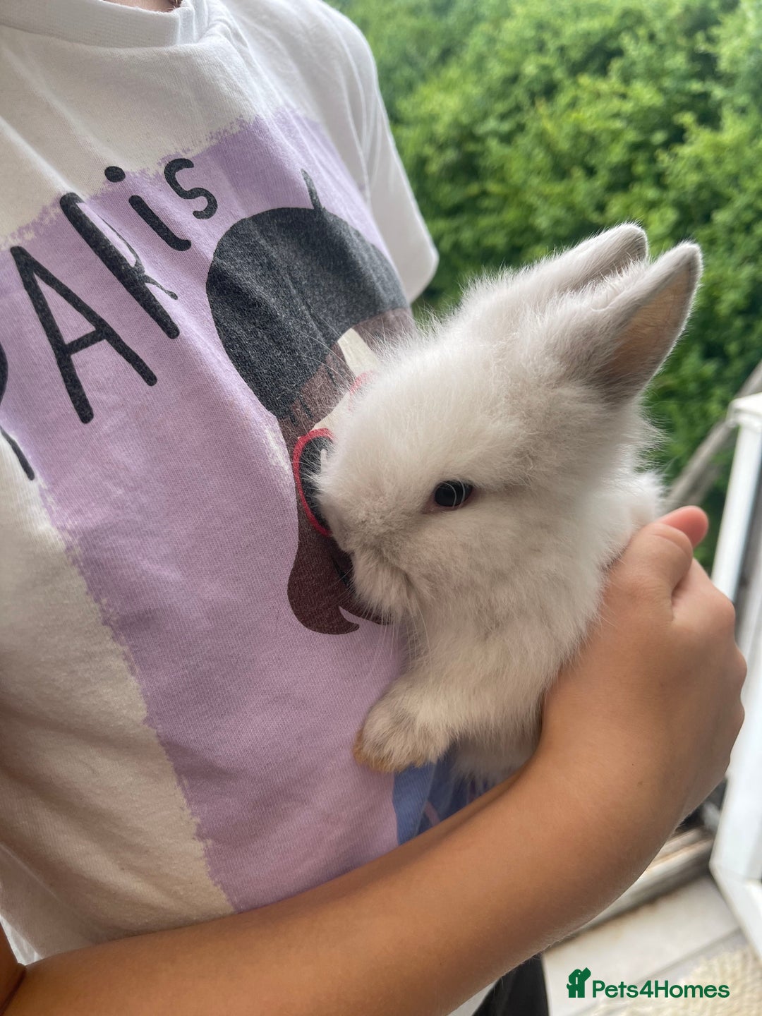 Lionhead rabbits for sale: Adorable Lionhead Baby Bunnies – Ready Early July - Image 4