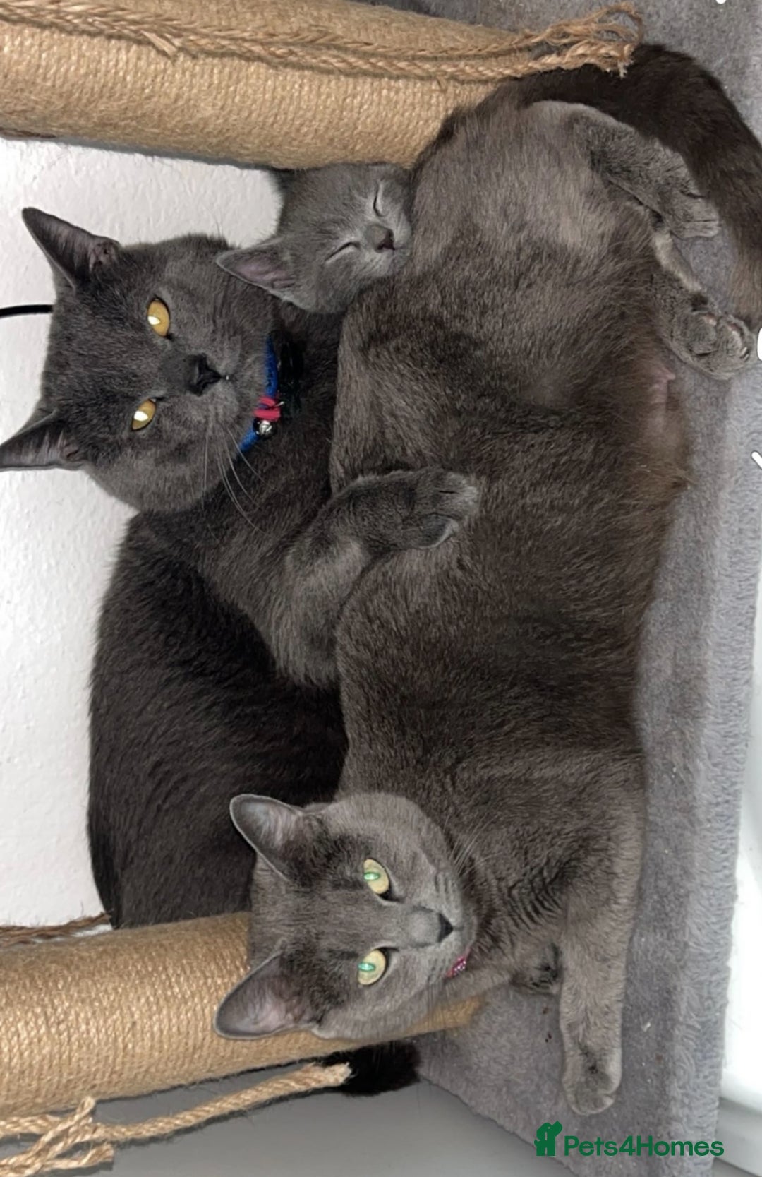 Russian Blue cats for sale: Russian blue x Chartreux - Image 12