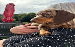 Miniature Dachshund dogs for sale: *READY NOW! 2 STUNNING KC REG MINI DACHSHUND BOYS* - Image 33