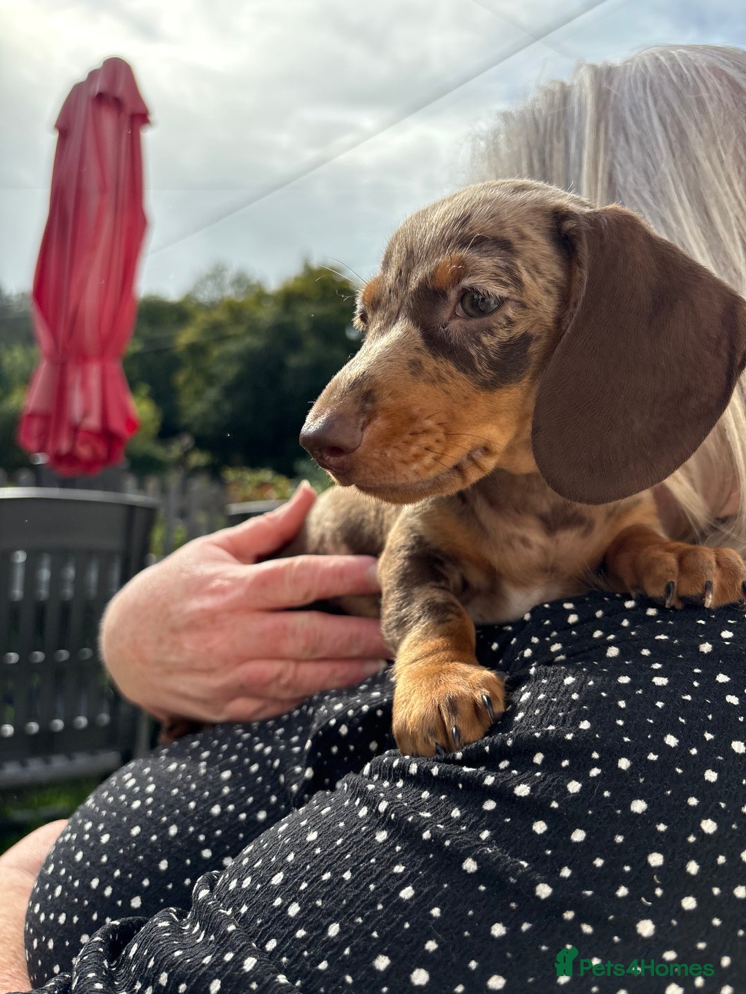 Miniature Dachshund dogs for sale: *READY NOW! 2 STUNNING KC REG MINI DACHSHUND BOYS* - Image 33