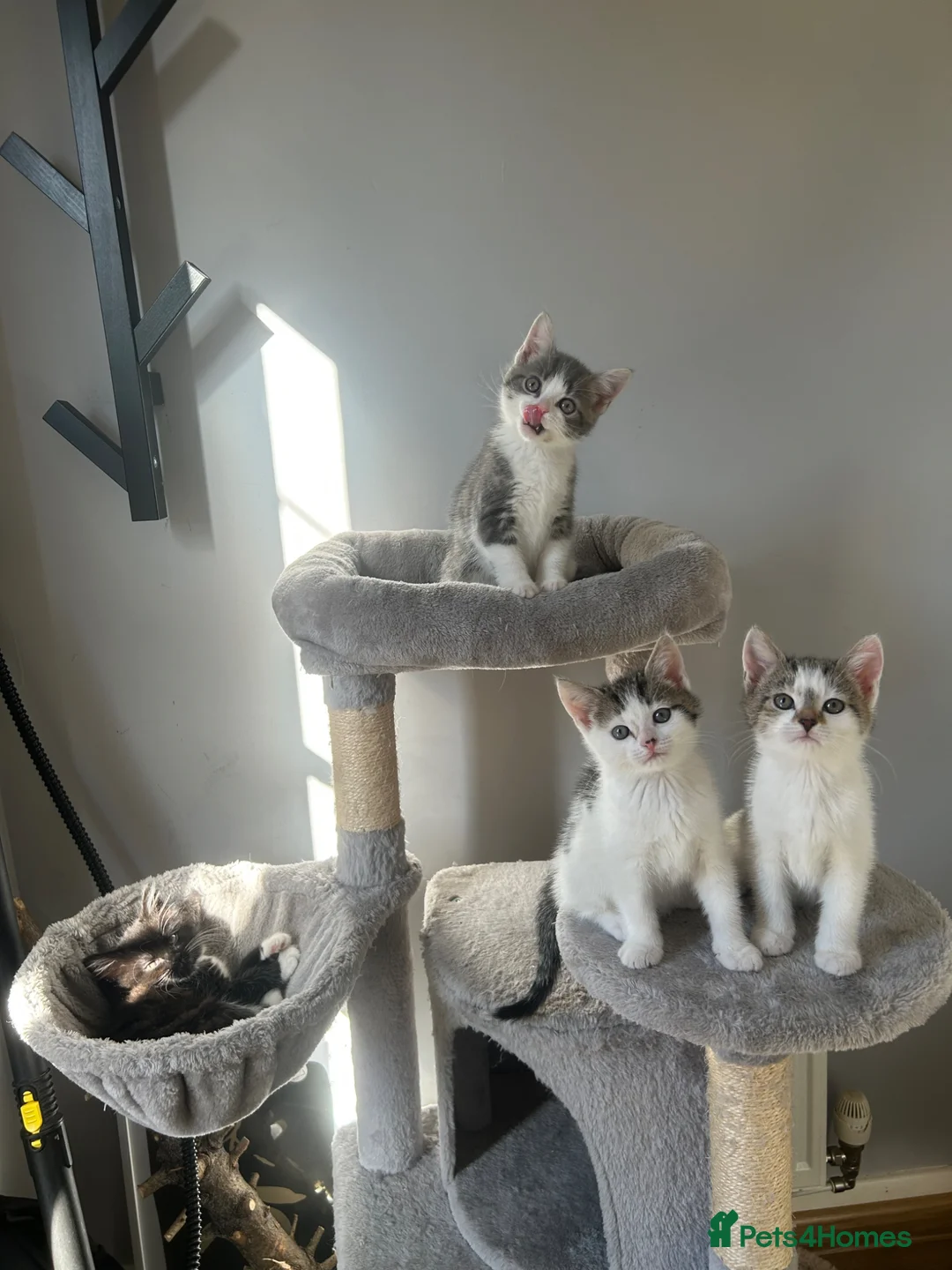 Mixed Breed cats for sale: 💕✨ Adorable kittens for a forever home 🐾🏡 - Advert 2