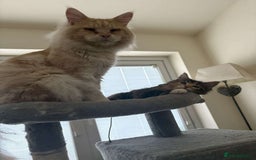 Maine Coon cats for stud: Eric Cartman - Image 4