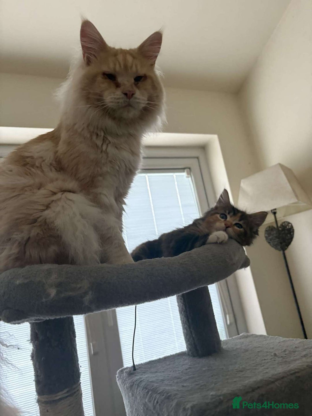 Maine Coon cats for stud: Eric Cartman - Image 4