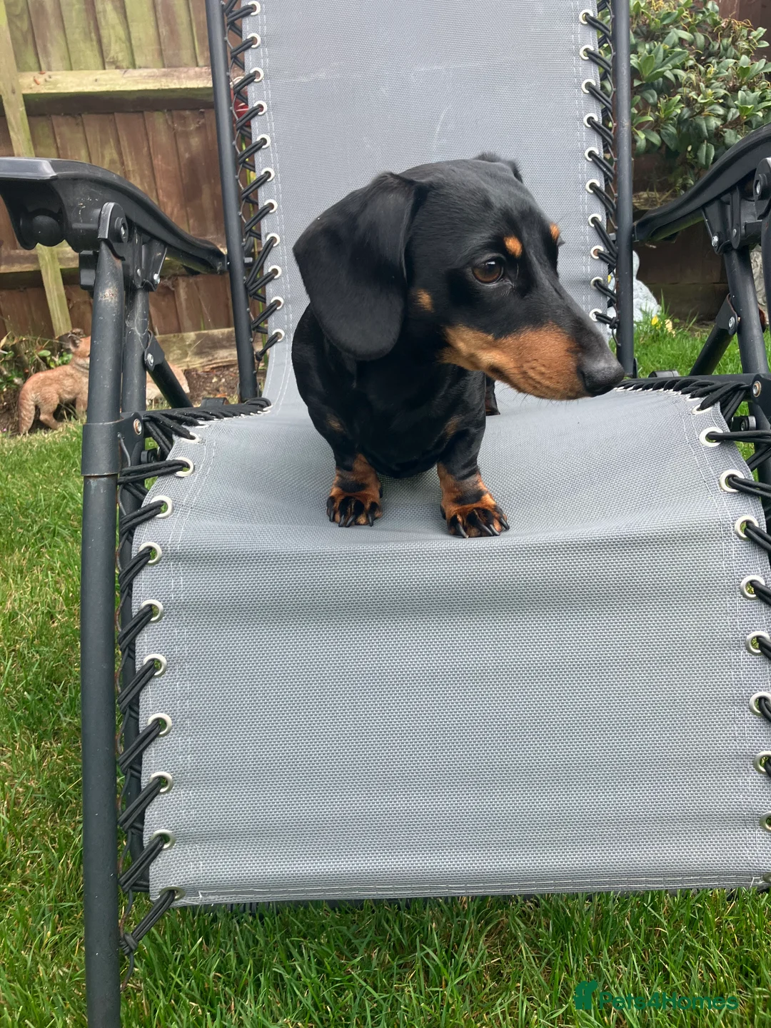 Miniature Dachshund dogs for stud: STUD 2 KC registered Miniature Dachshunds  - Advert 2