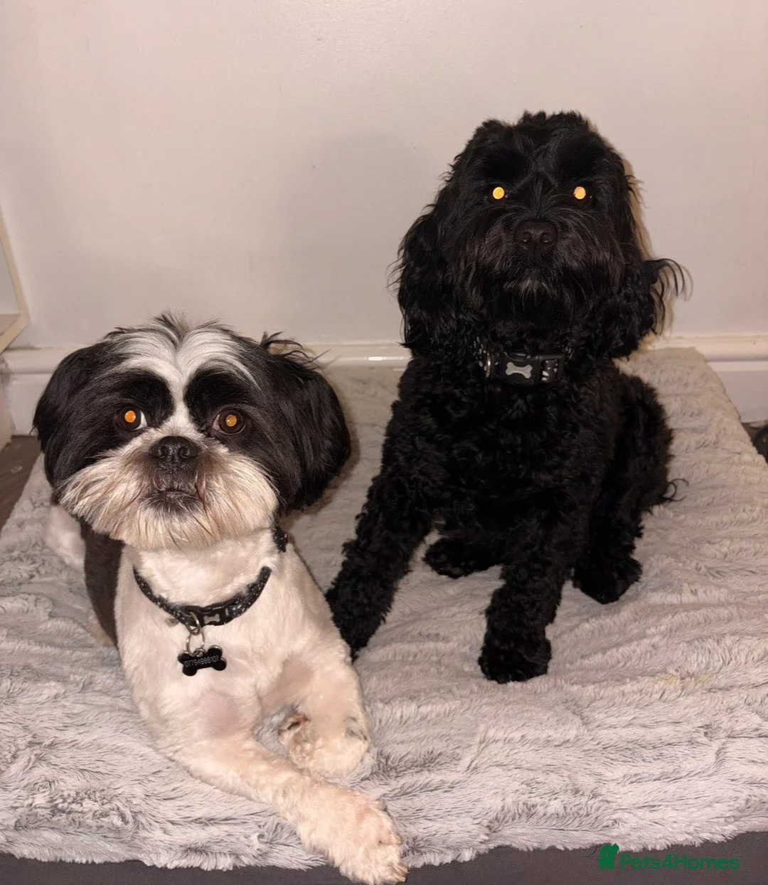 Mixed Breed dogs for sale: 4 female cockapoo x Shih Tzu puppies  - Advert 2
