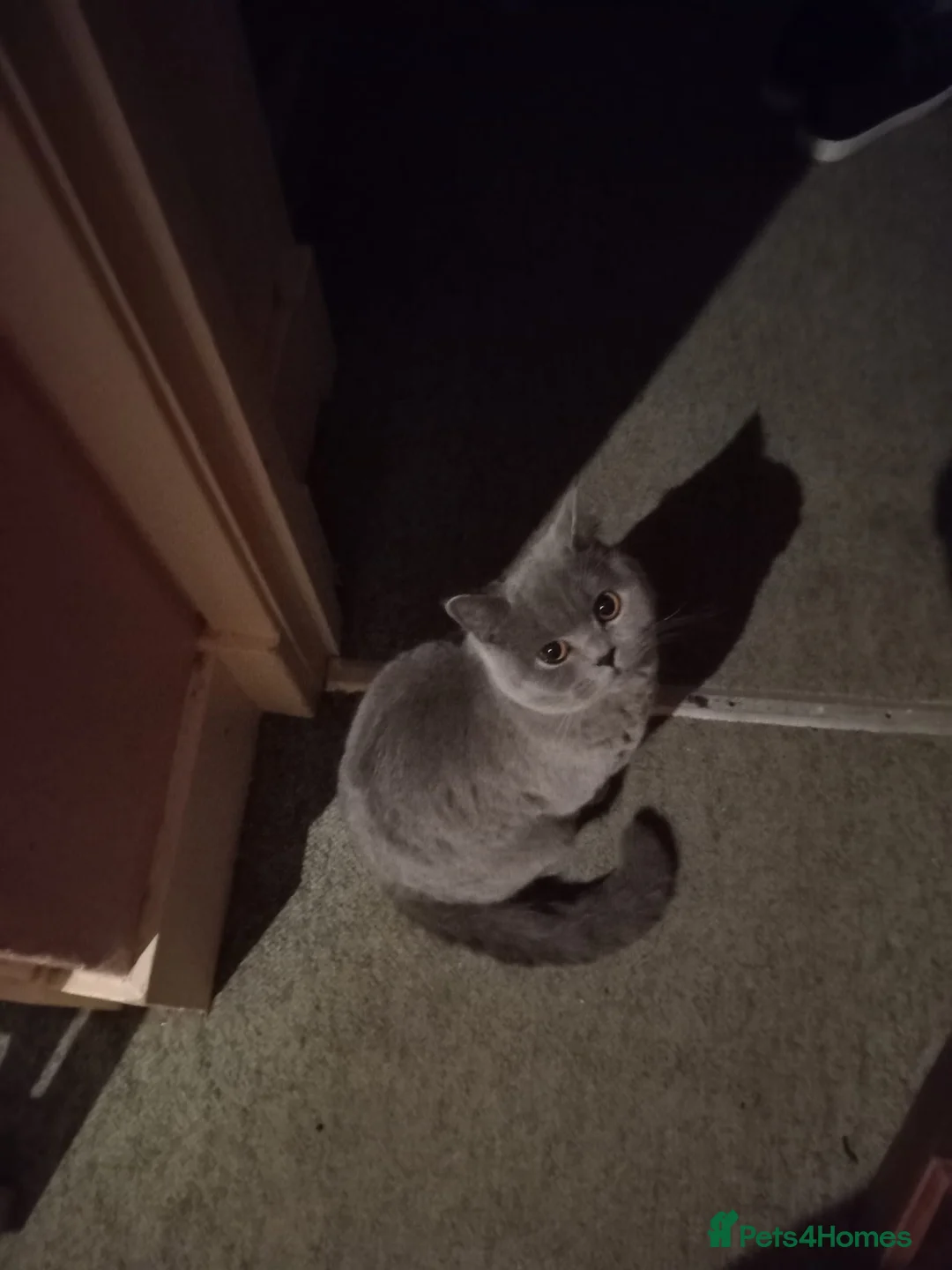 British Shorthair cats for sale: British Shorthair  - Advert 7