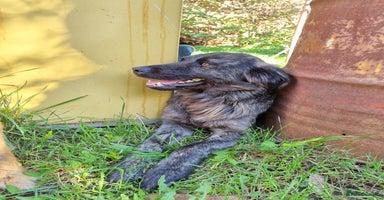 Mixed Breed dogs - Advert 11