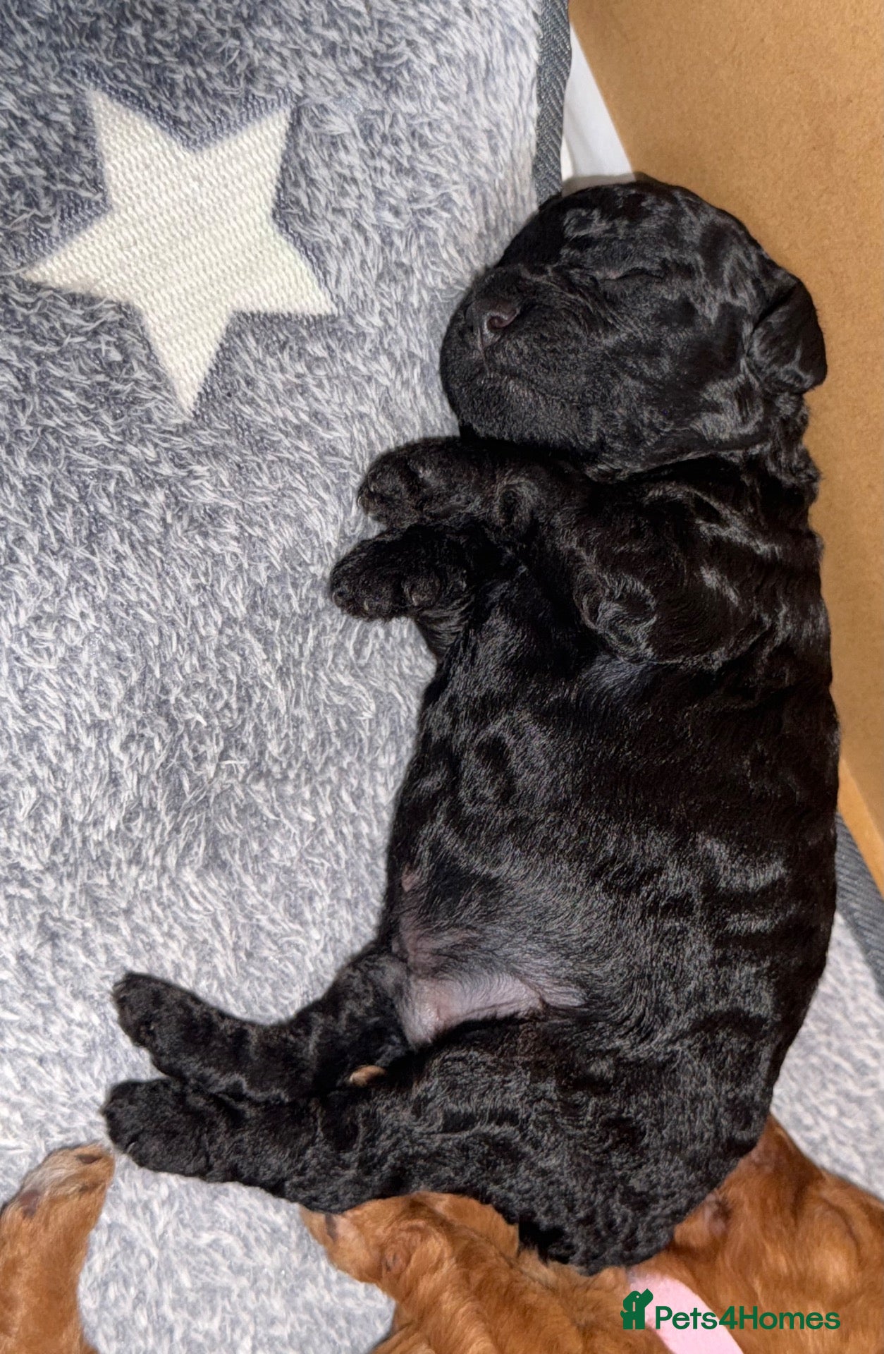 Toy Poodle dogs 🐾 Purebred Toy Poodle Puppies – £1,800 Each 🐾 - Advert 2
