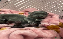 Chihuahua dogs for stud: 1.8kg TikTok star STUD DUTIES ⭐️ - Image 10