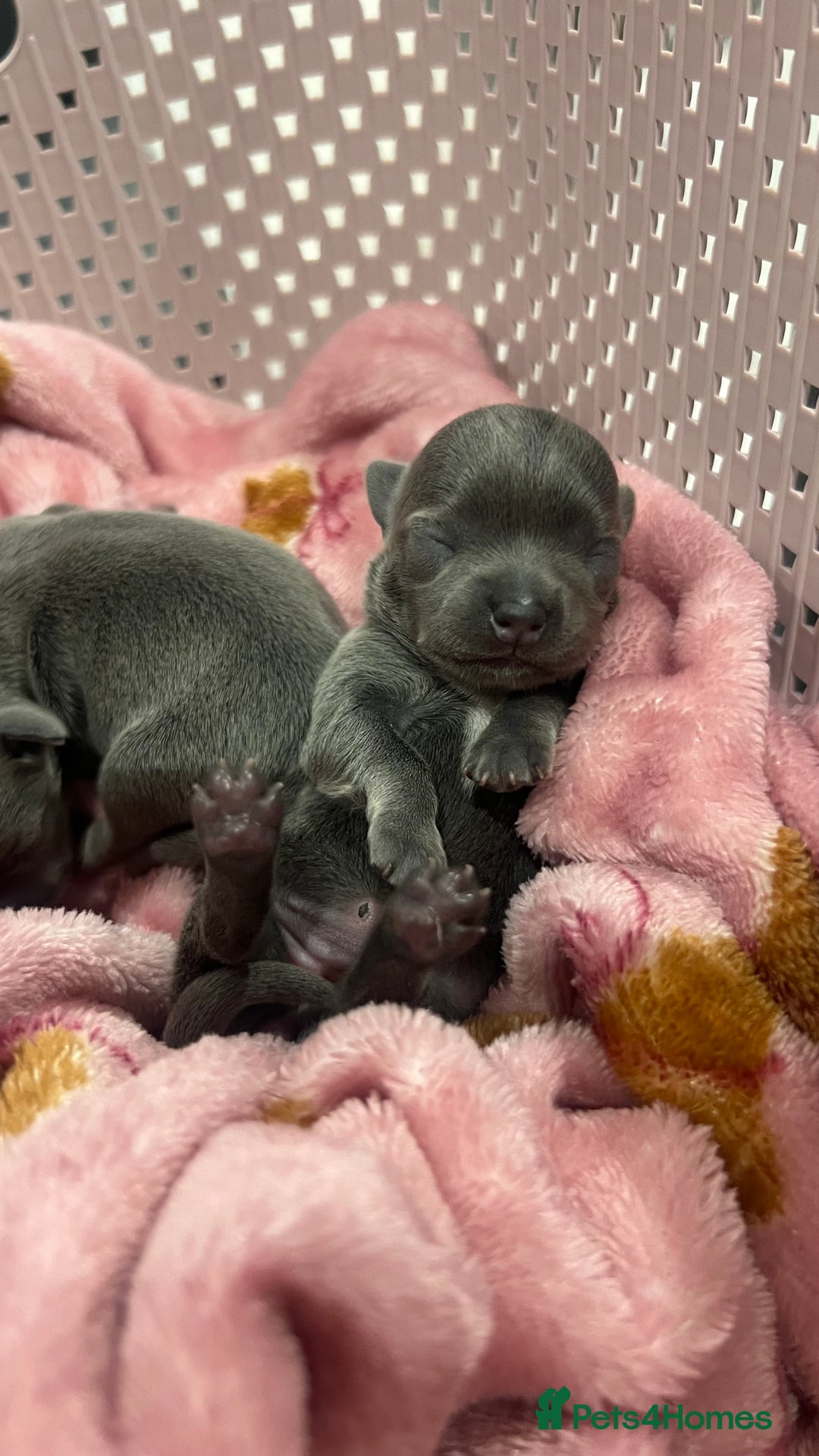 Chihuahua dogs for stud: 1.8kg TikTok star STUD DUTIES ⭐️ - Image 10