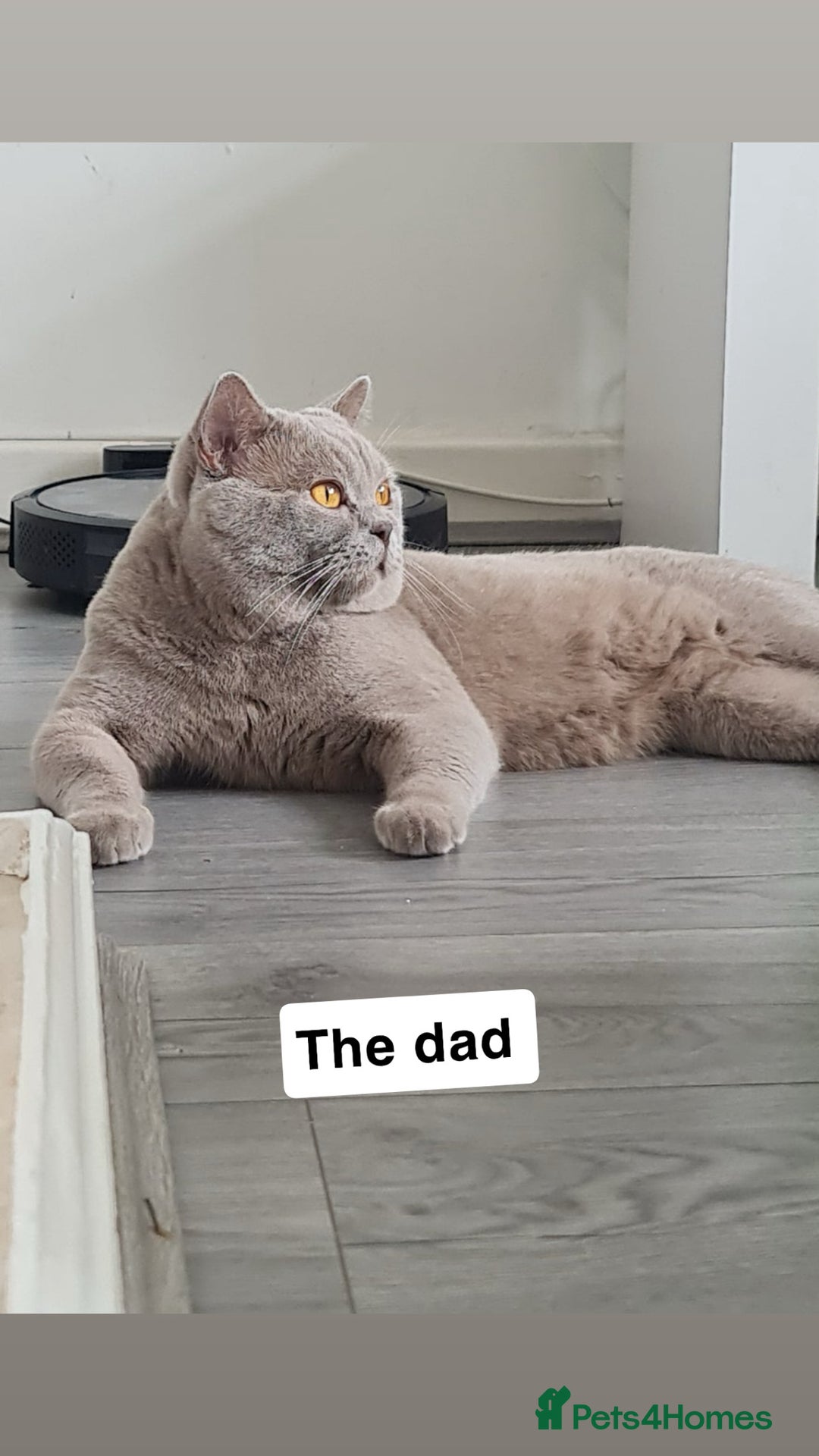 British Shorthair cats for sale: Lovely British shorthair Kitten  - Advert 17