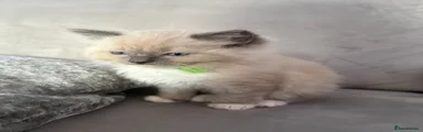 Ragdoll 4