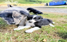 Border Collie dogs for sale: Beautiful border collie puppies  - Image 12