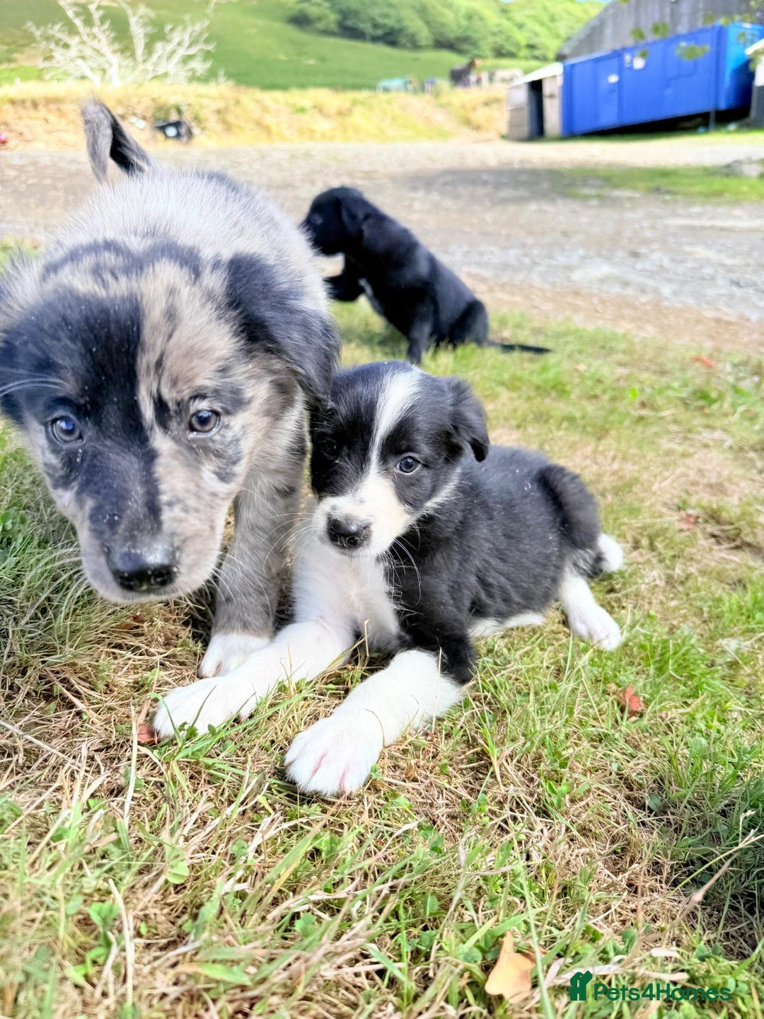 Border Collie dogs for sale: Beautiful border collie puppies  - Image 12