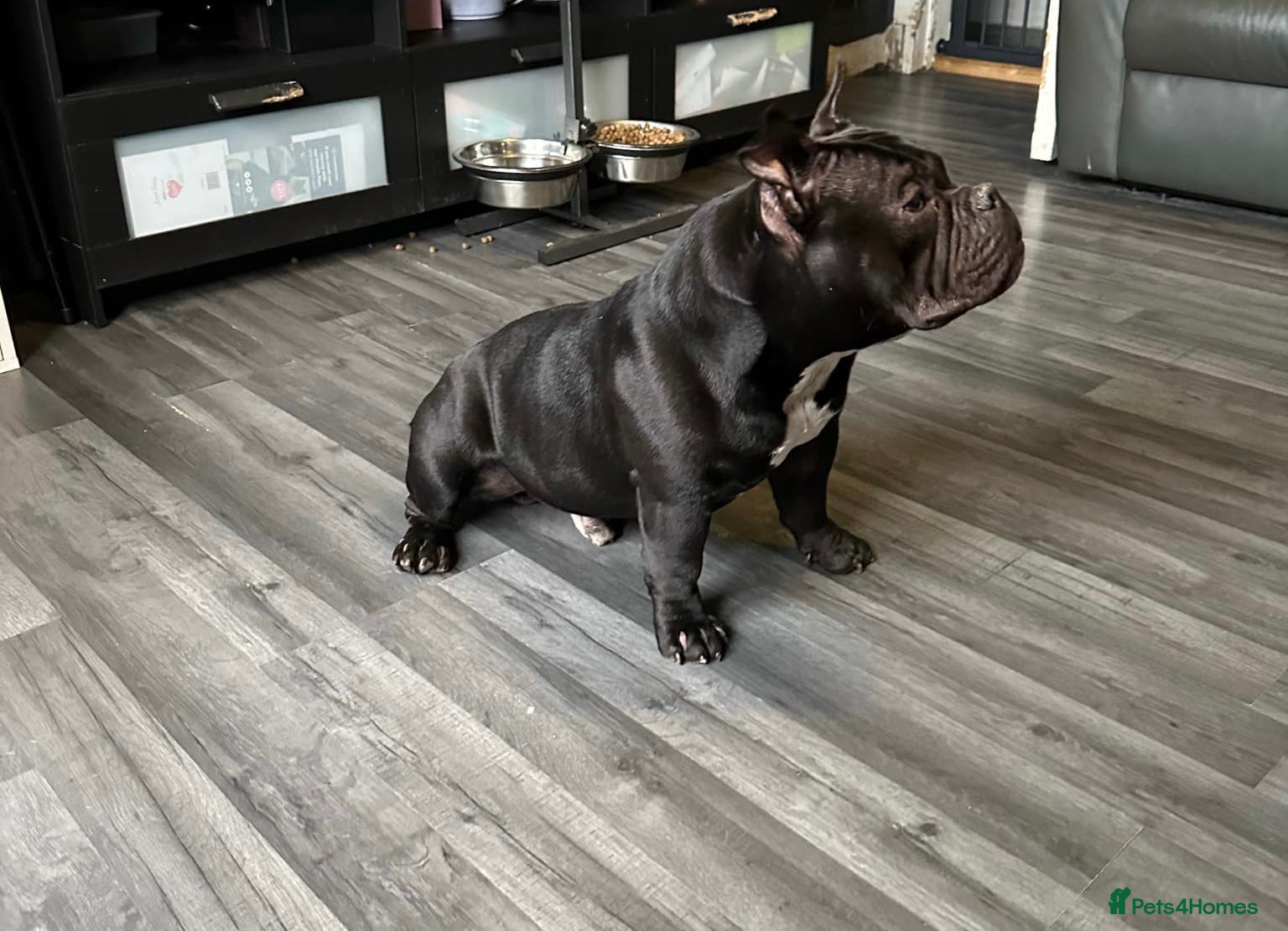 American Bully dogs Fury AKA Batman Stud Available in Glasgow - Advert 2