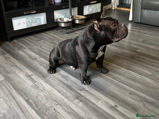 American Bully dogs Fury AKA Batman Stud Available in Glasgow - Advert 2