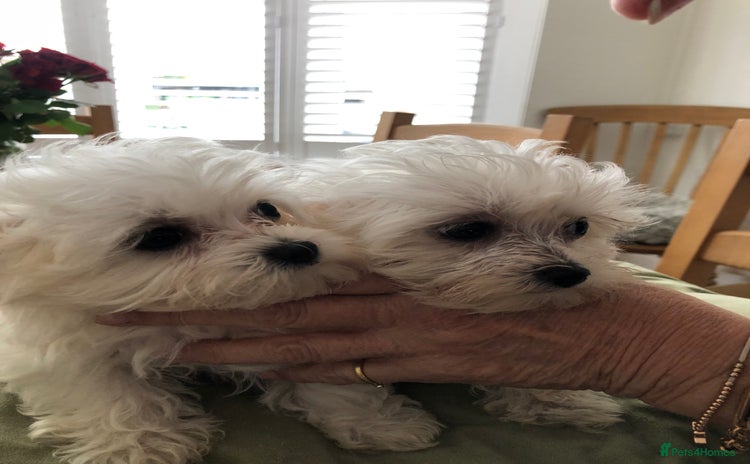 Maltese dogs - Advert 2