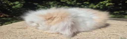 Angora rabbits for sale: 💓STUNNING TEDDYWIDDER BABIES- IMPORTED PARENTS 💓 - Advert 9