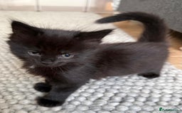 British Longhair cats for sale: Longhair & Shorthair Kittens - Image 19