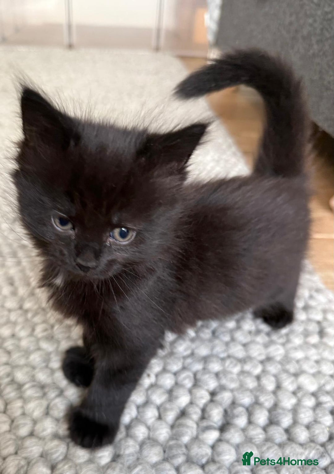 British Longhair cats for sale: Longhair & Shorthair Kittens - Image 19