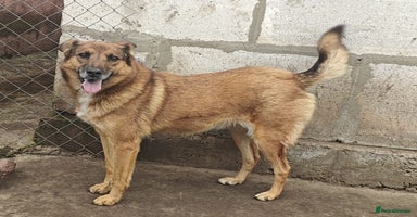 Mixed Breed dogs - Advert 2