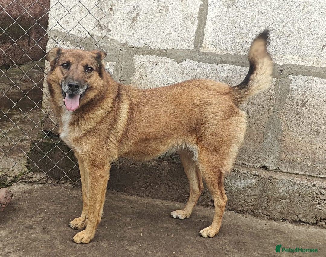 Mixed Breed dogs for adoption: 💖🐶 LARA 🐶💖 - Image 2
