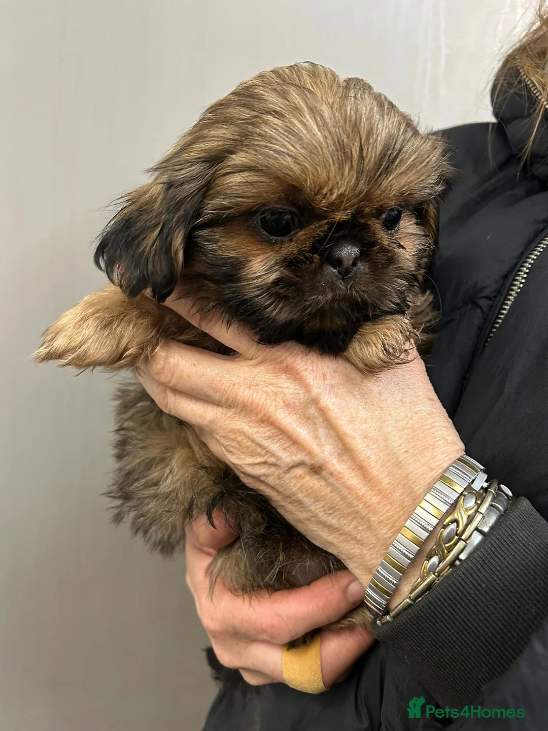 Shih Tzu dogs for sale: Top Quality KC Reg. Karashishi Shih Tzu Puppies  - Advert 2