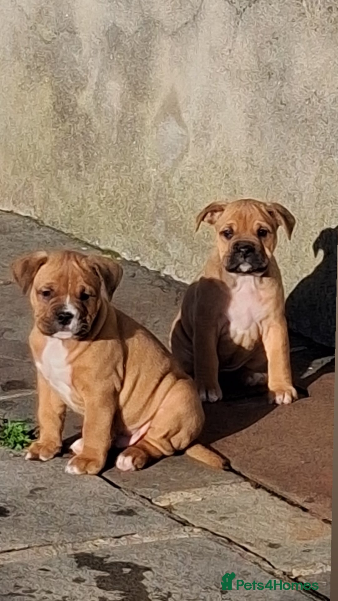 Mixed Breed dogs for sale: Beautiful chunky pups  - Advert 4
