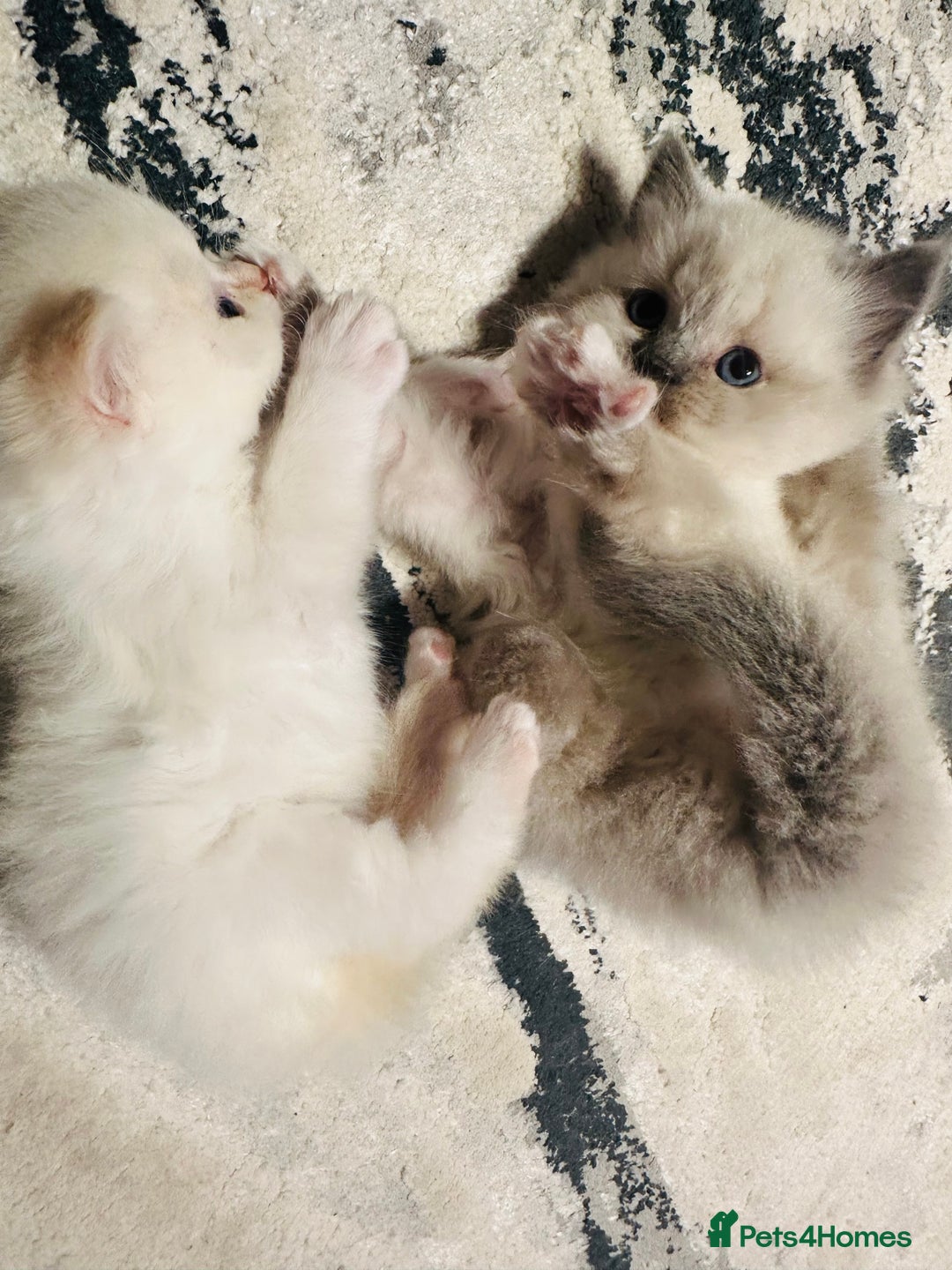 Siberian cats for sale: Neva Masquerade × Ragdoll Kittens – Hypoallergenic - Advert 9