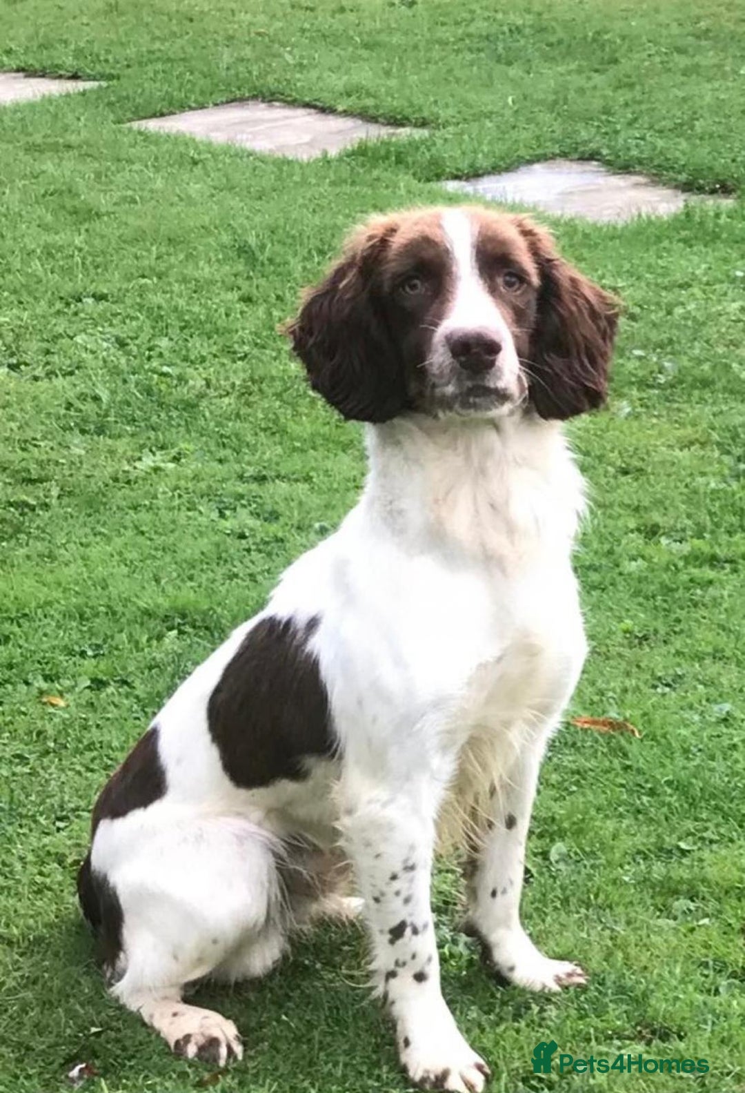 English Springer Spaniel dogs for sale: KC Quality English Springer Spaniels - Image 24