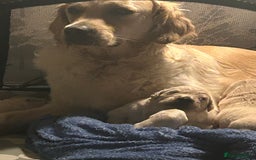 Golden Retriever dogs for sale: Golden retriever puppies - Image 3