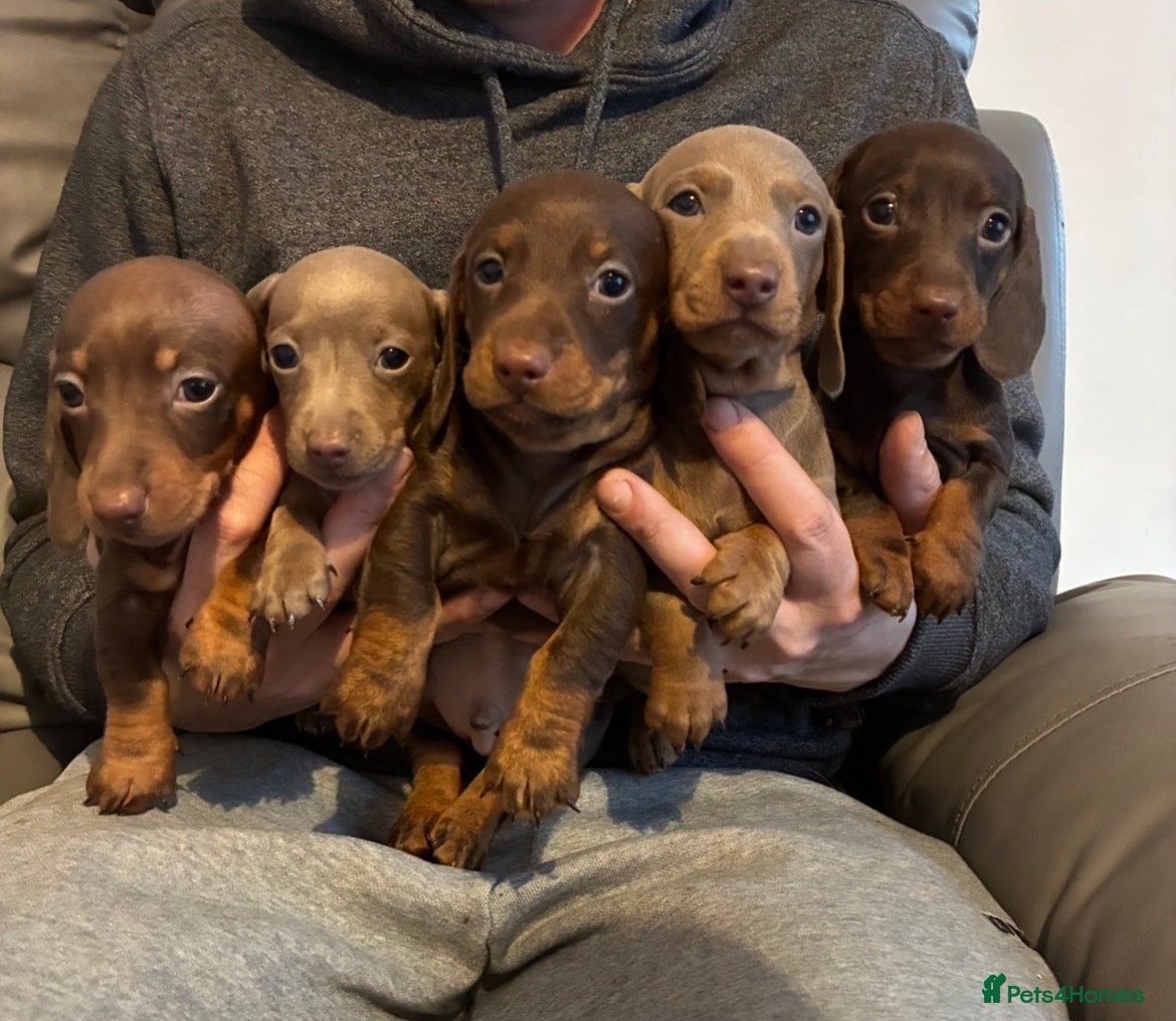 Miniature Dachshund dogs Gorgeous miniature dachshund  - Advert 1