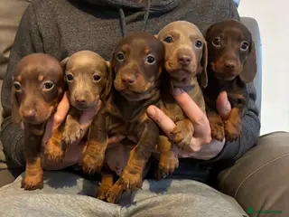 Miniature Dachshund dogs Gorgeous miniature dachshund - Advert 1