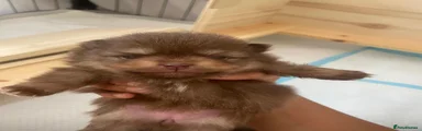 Pomeranian Puppy 1